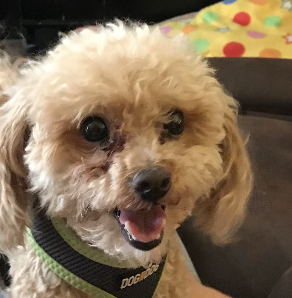 Poo-chon - Budderific - Special Needs, an adoptable Poodle, Bichon Frise in Omaha, NE, 68137 | Photo Image 6