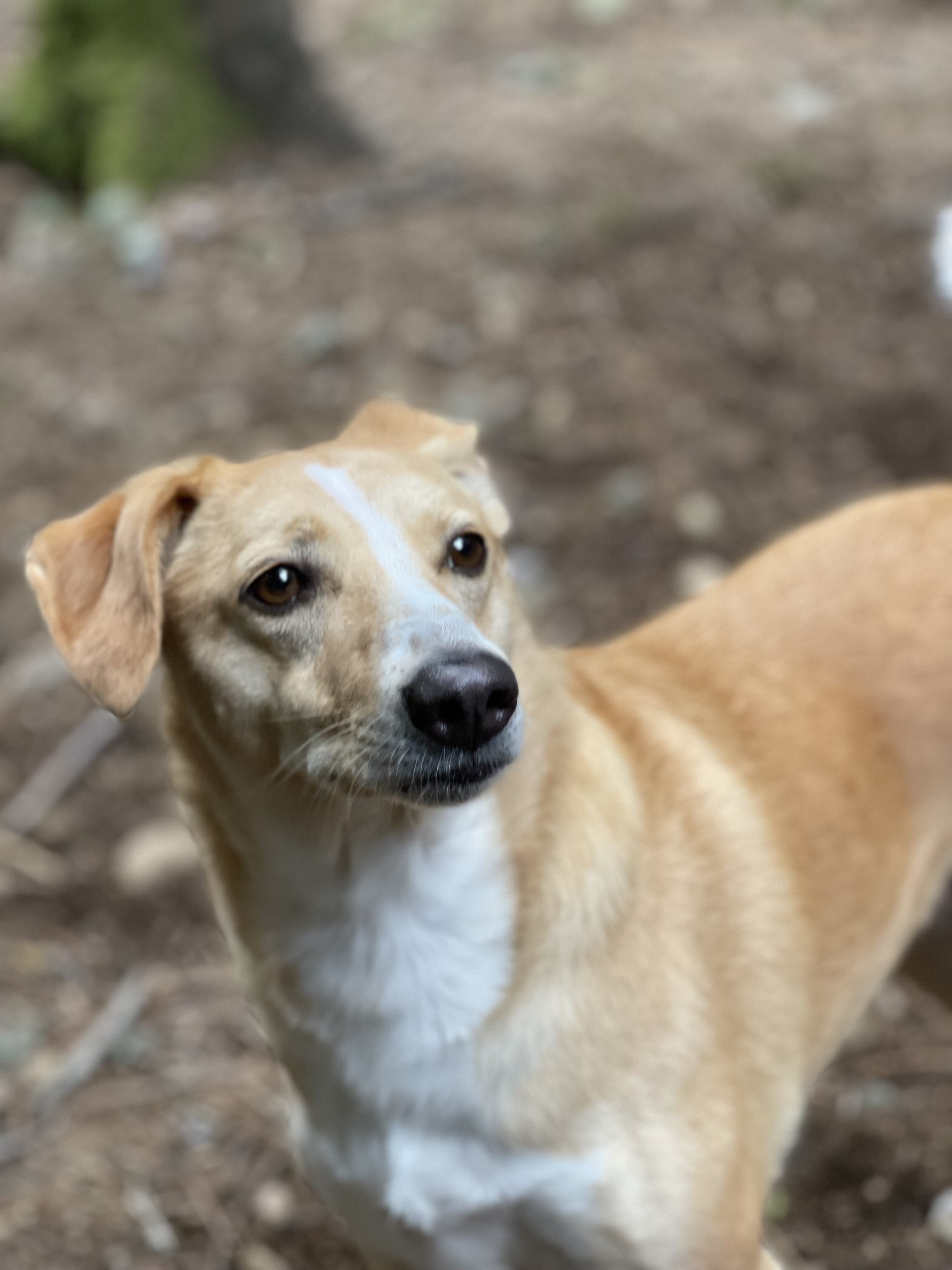 Softy, an adoptable Whippet, Retriever in Puyallup, WA, 98372 | Photo Image 1