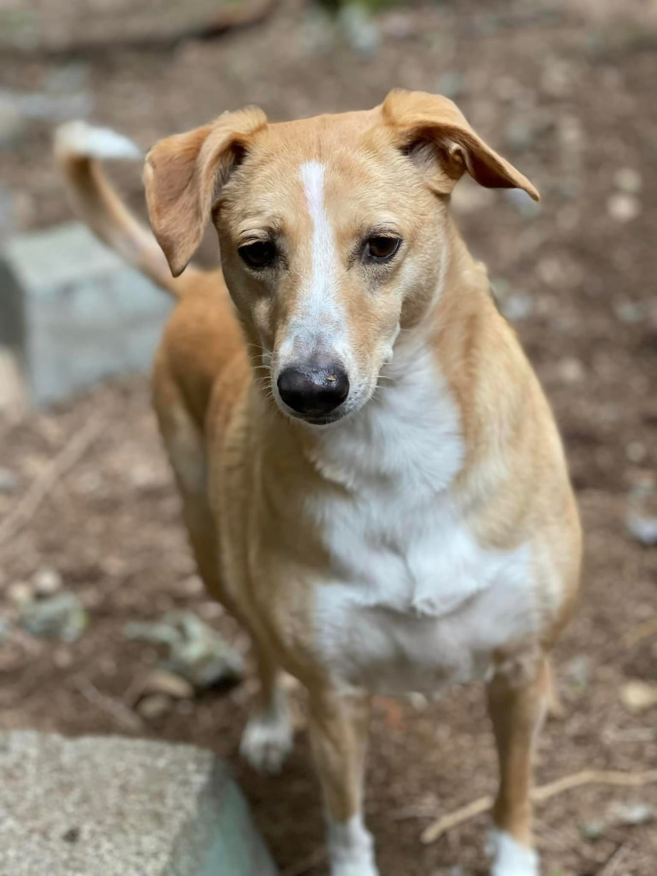 Softy, an adoptable Whippet, Retriever in Puyallup, WA, 98372 | Photo Image 2