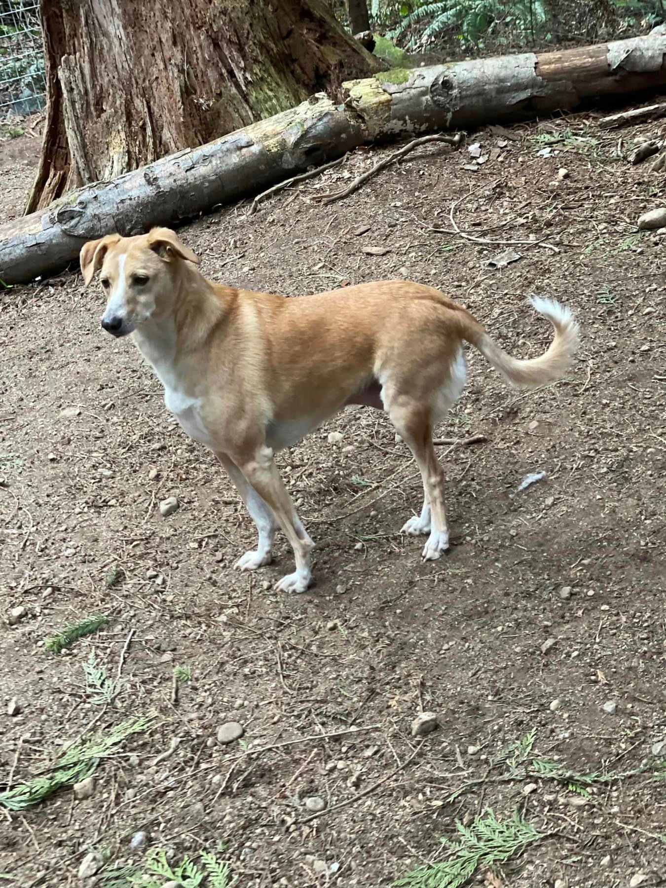 Softy, an adoptable Whippet, Retriever in Puyallup, WA, 98372 | Photo Image 3