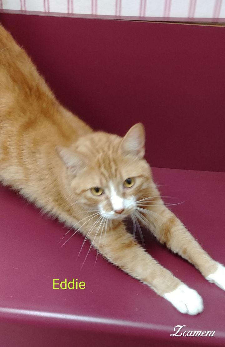 Eddie 1