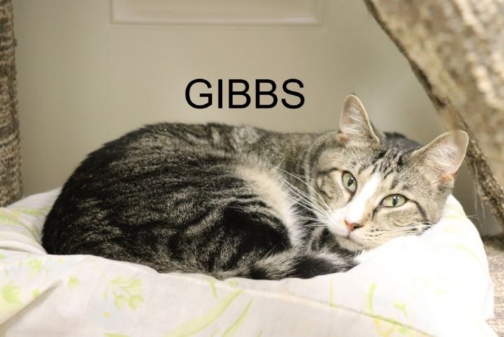 Gibbs 1