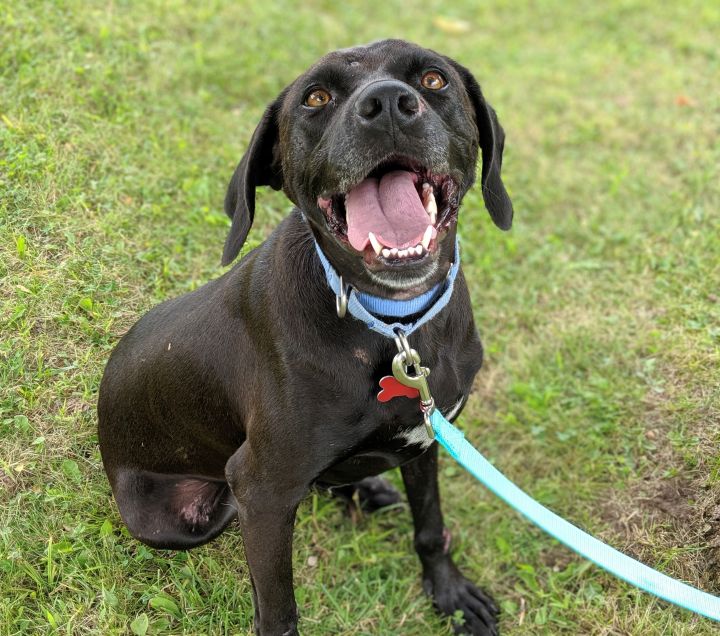 Dog For Adoption Bella A Mountain Cur Catahoula Leopard - mountain cur puppies for sale in wisconsin