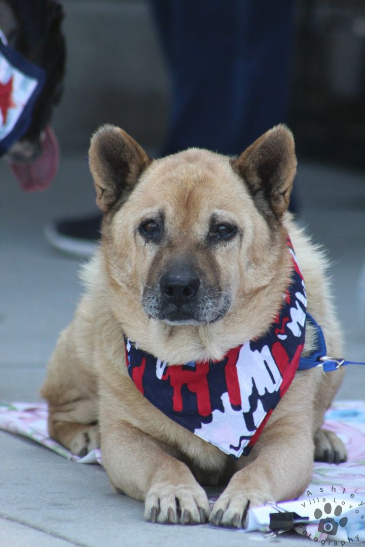 Shiba Inu Dogs For Adoption Near Frisco Colorado Petcurious