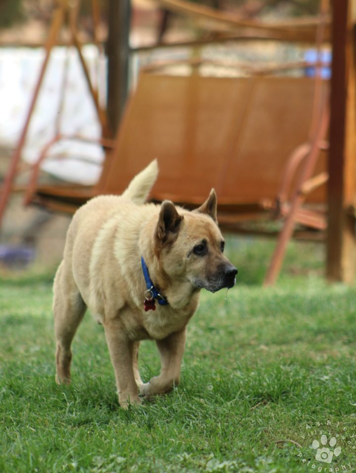 Dog For Adoption Koda A Chow Chow Shiba Inu Mix In Anza