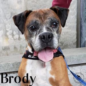 . Brody .