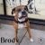 . Brody .