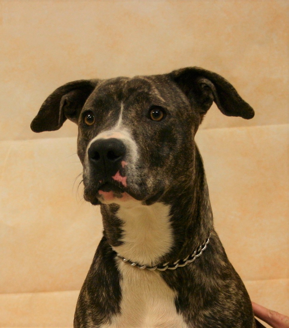 Nora, an adoptable Boxer, Pit Bull Terrier in Hastings, NE, 68901 | Photo Image 2