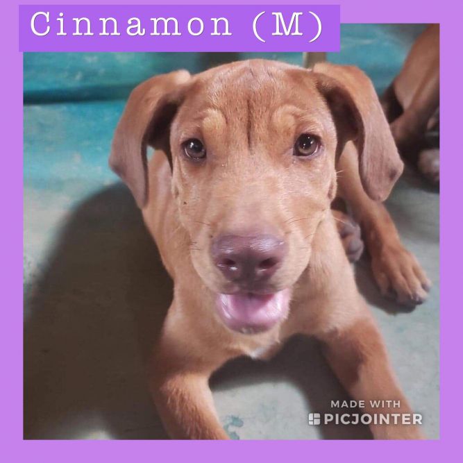 cinnamon