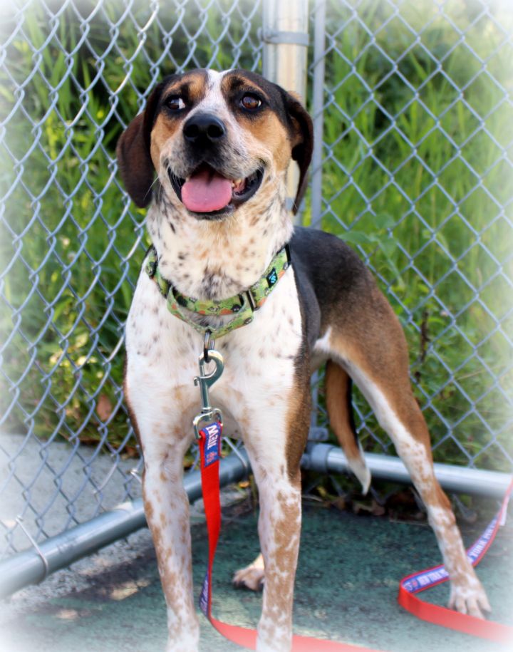 Zoey, an adopted Hound Mix in Jersey City, NJ_image-3