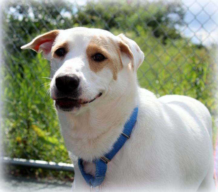 Cutie, an adopted Shepherd & Retriever Mix in Jersey City, NJ_image-4