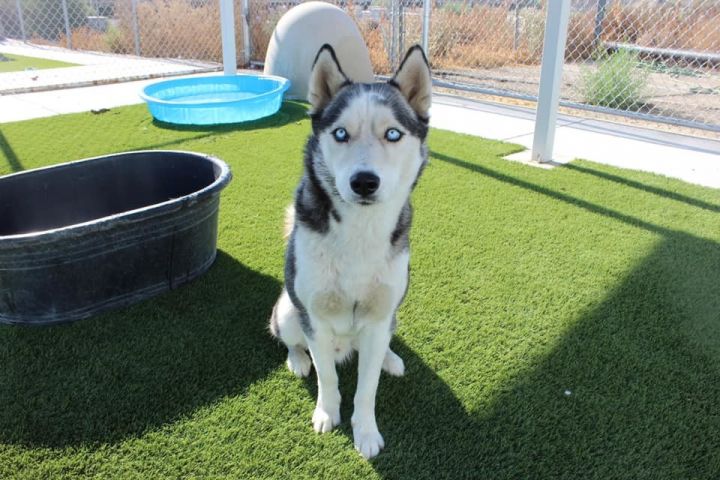 HAWK, an adopted Husky in Wasco, CA_image-2