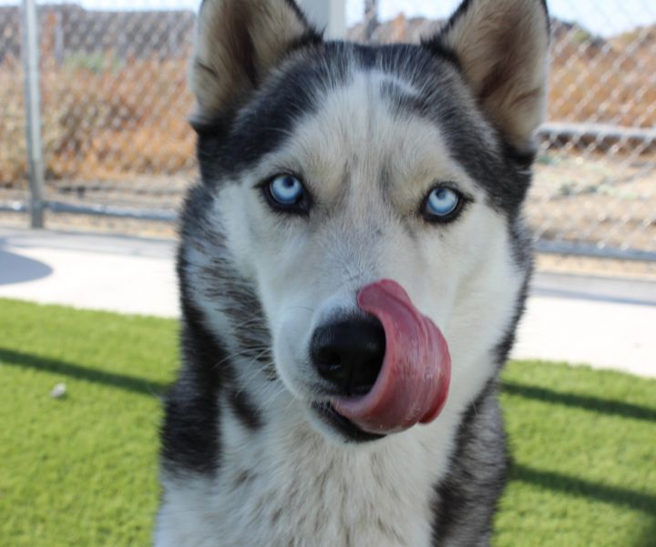 HAWK, an adopted Husky in Wasco, CA_image-3