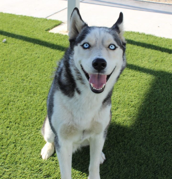 HAWK, an adopted Husky in Wasco, CA_image-4