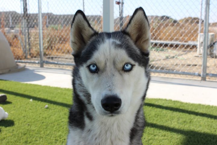HAWK, an adopted Husky in Wasco, CA_image-1