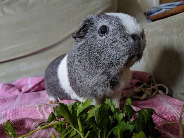 Guinea Pig For Adoption Cleo Runa A Guinea Pig Short Haired