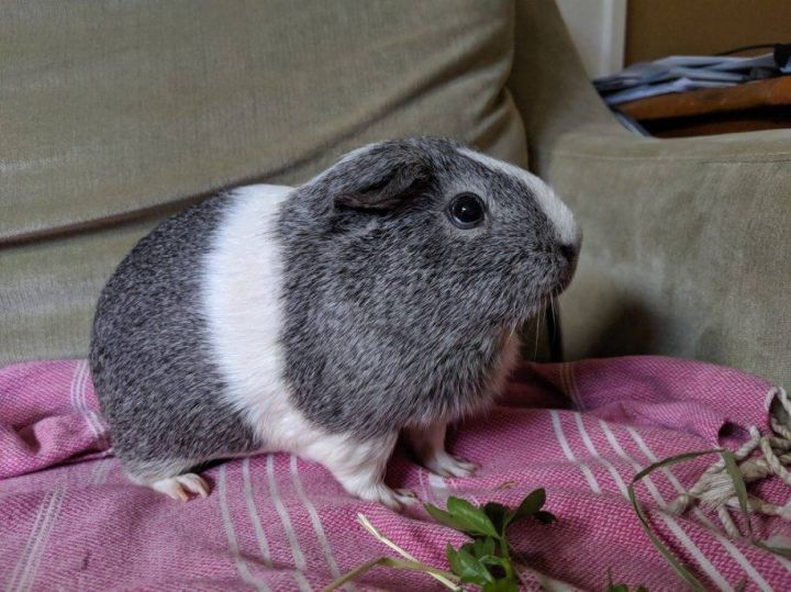 Guinea Pig For Adoption Cleo Runa A Guinea Pig Short Haired