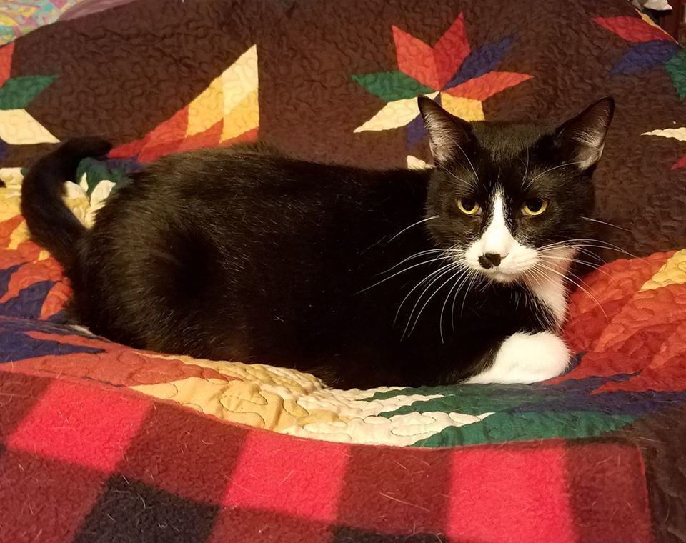 Rhett, an adoptable Domestic Short Hair in Richardson, TX, 75085 | Photo Image 1