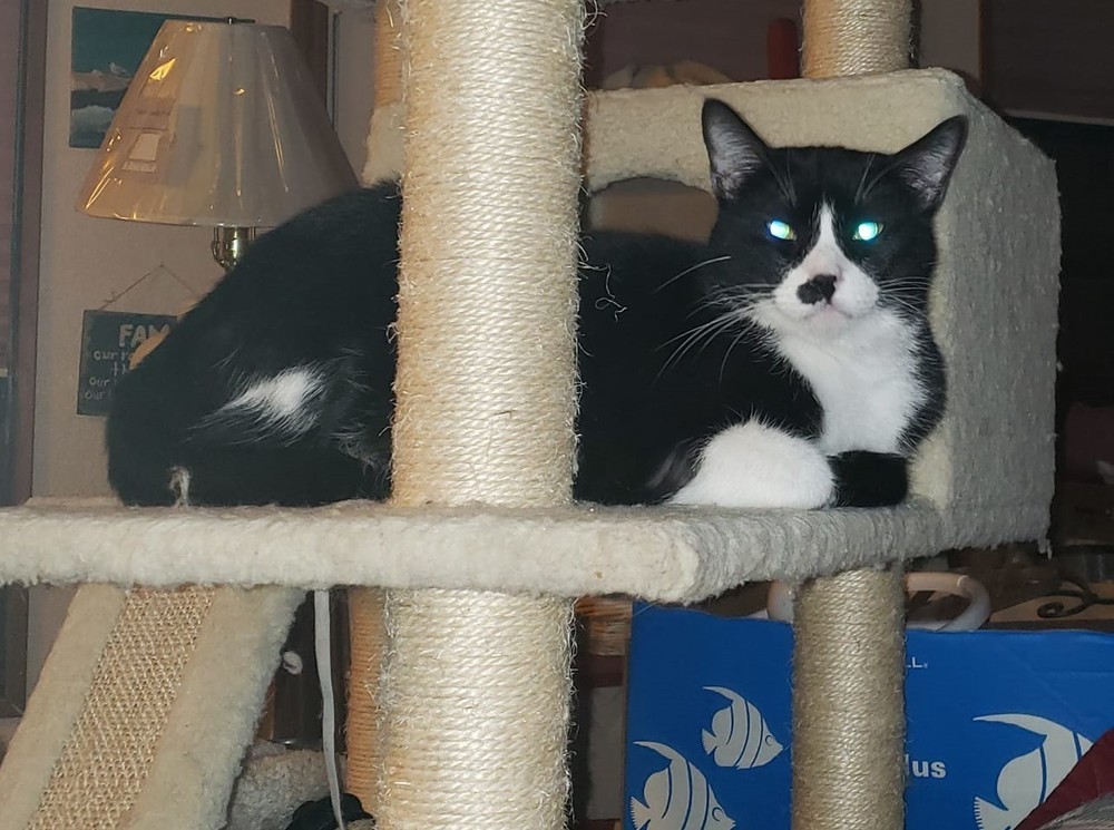 Rhett, an adoptable Domestic Short Hair in Richardson, TX, 75085 | Photo Image 2