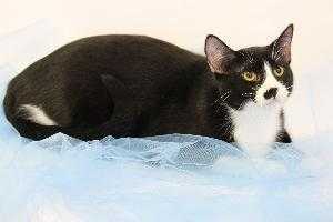 Rhett, an adoptable Domestic Short Hair in Richardson, TX, 75085 | Photo Image 3
