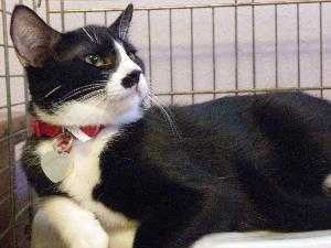 Rhett, an adoptable Domestic Short Hair in Richardson, TX, 75085 | Photo Image 4