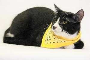 Rhett, an adoptable Domestic Short Hair in Richardson, TX, 75085 | Photo Image 5
