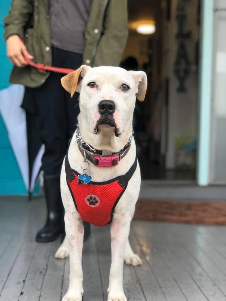 George, an adoptable Pit Bull Terrier in Baltimore, MD, 21206 | Photo Image 2