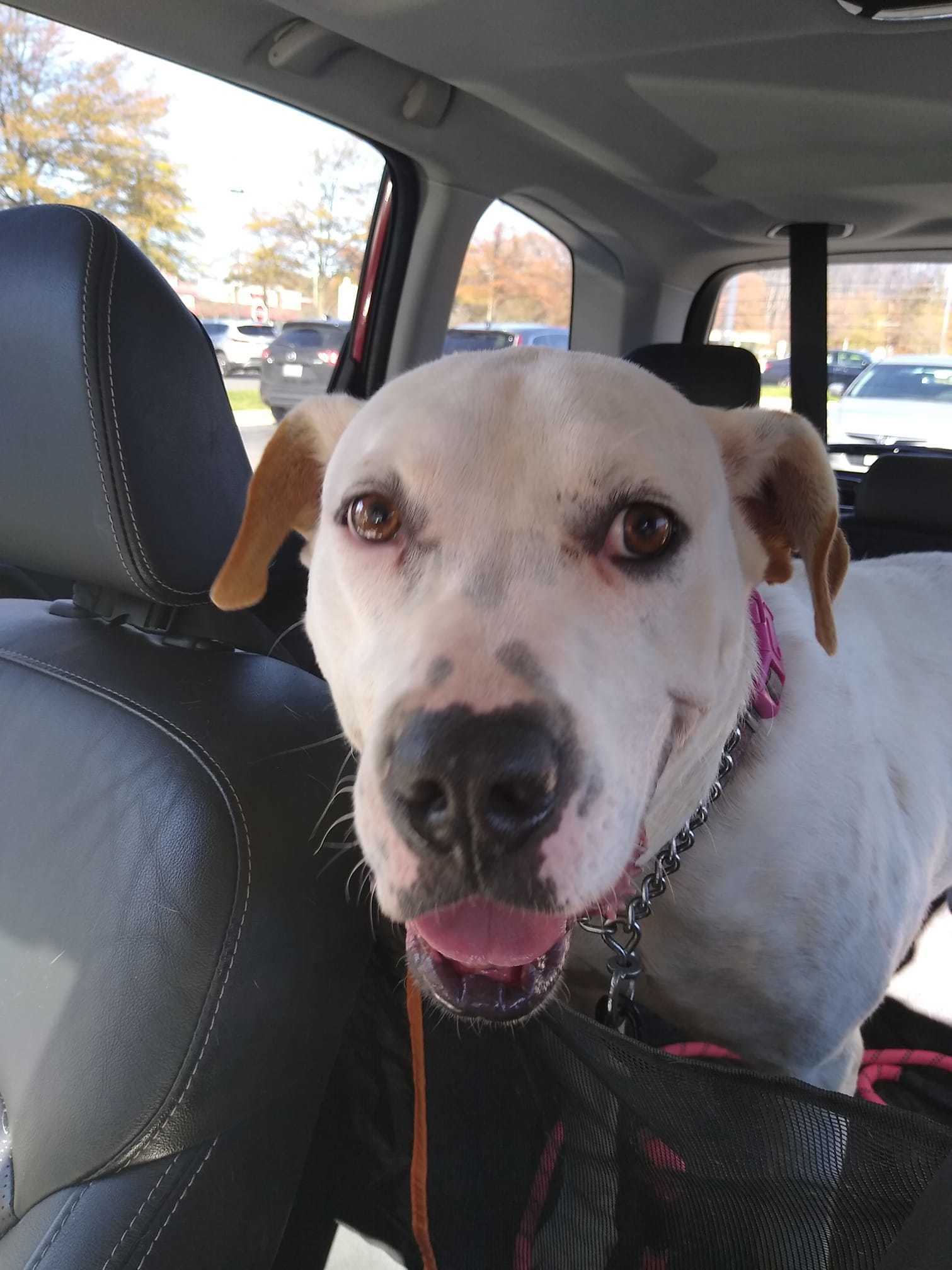 George, an adoptable Pit Bull Terrier in Baltimore, MD, 21206 | Photo Image 3