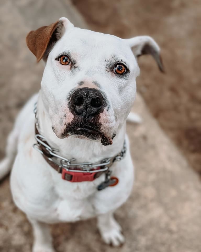 George, an adoptable Pit Bull Terrier in Baltimore, MD, 21206 | Photo Image 1