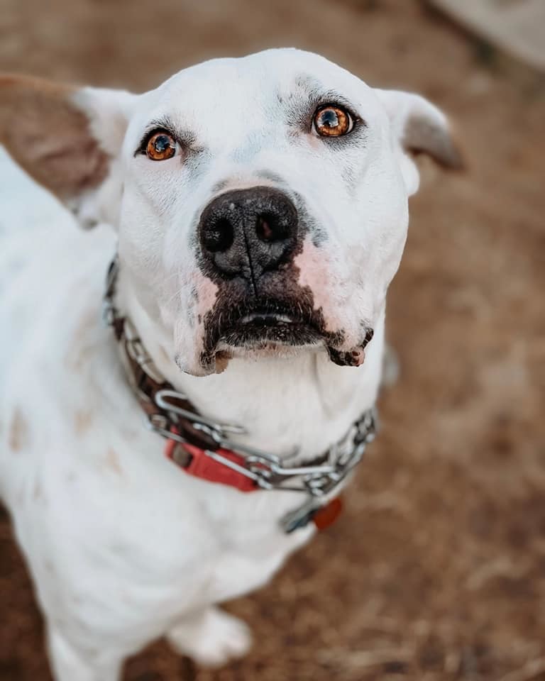 George, an adoptable Pit Bull Terrier in Baltimore, MD, 21206 | Photo Image 6