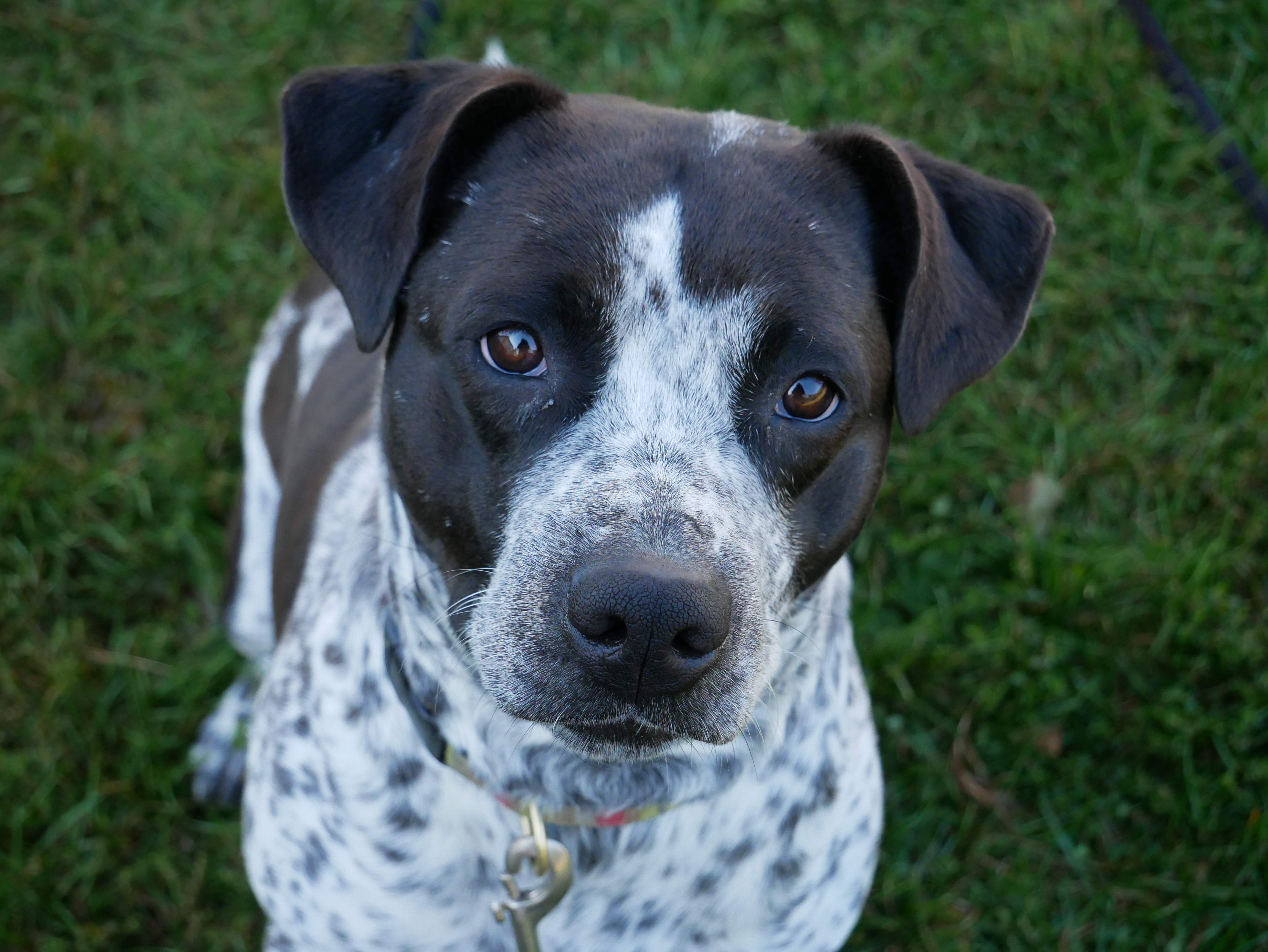 Pepper, an adoptable Cattle Dog, Pit Bull Terrier in South Charleston, OH, 45368 | Photo Image 1