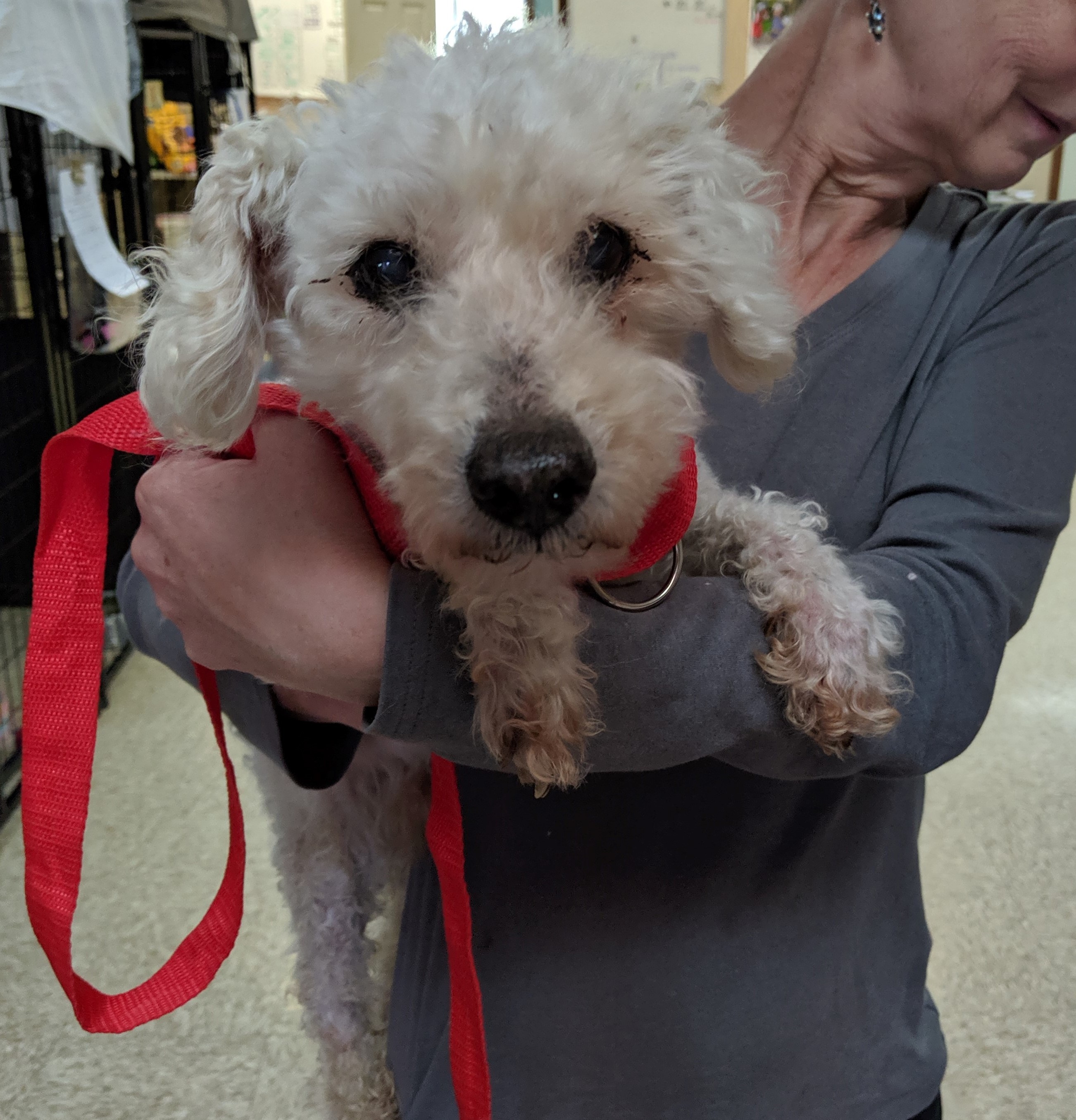 poodle cross dogs for adoption