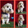 . David .