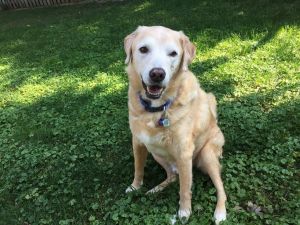 Buddy - PERMANENT FOSTER NEEDED