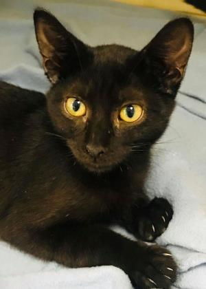 Honor, an adoptable Domestic Short Hair in Portsmouth, OH, 45662 | Photo Image 2