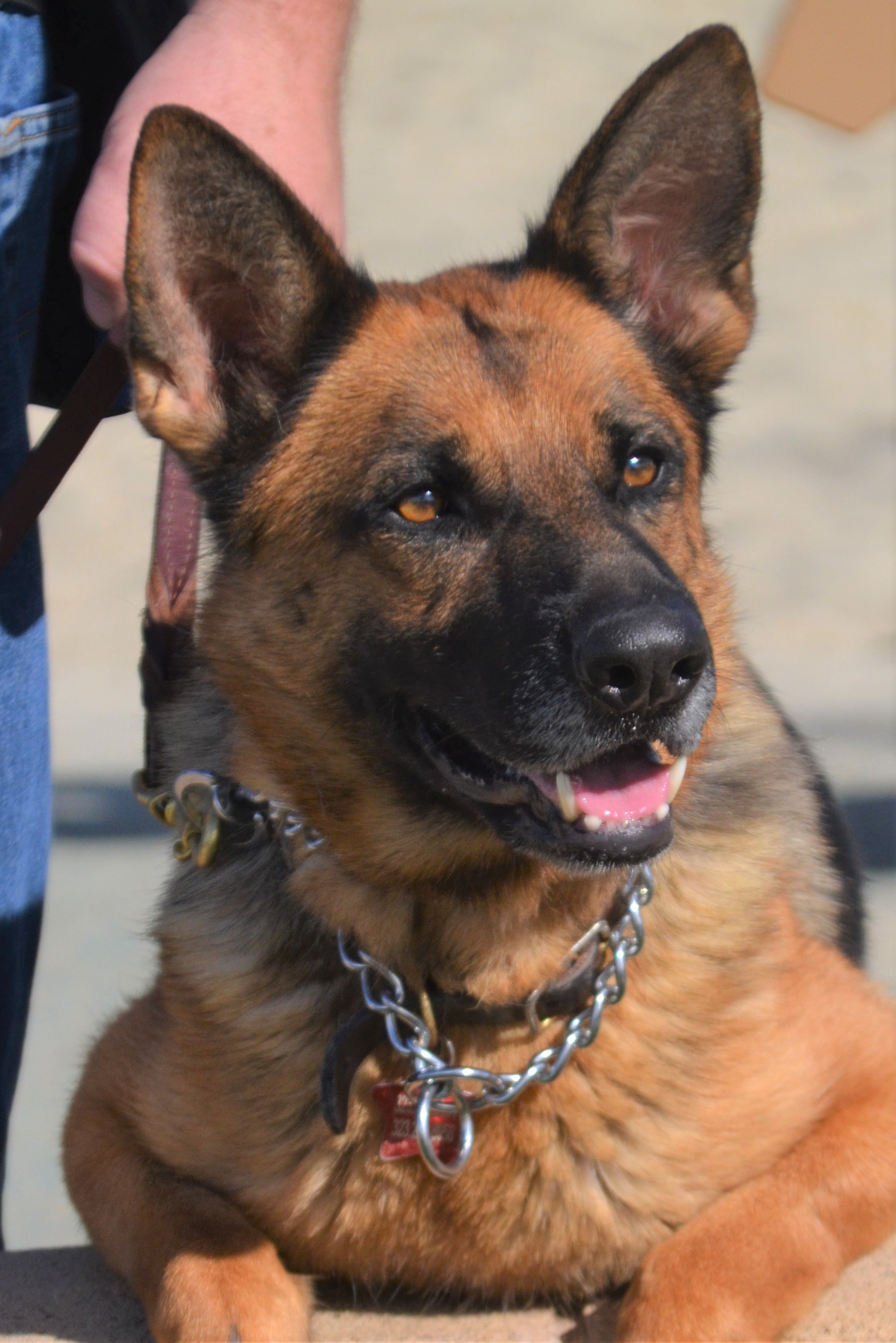 Scarlett, an adoptable German Shepherd Dog in Altadena, CA, 91001 | Photo Image 1