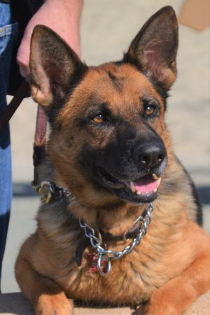 Scarlett is a 4 year old spayed female German Shepherd who was surrendered to a public animal shelte