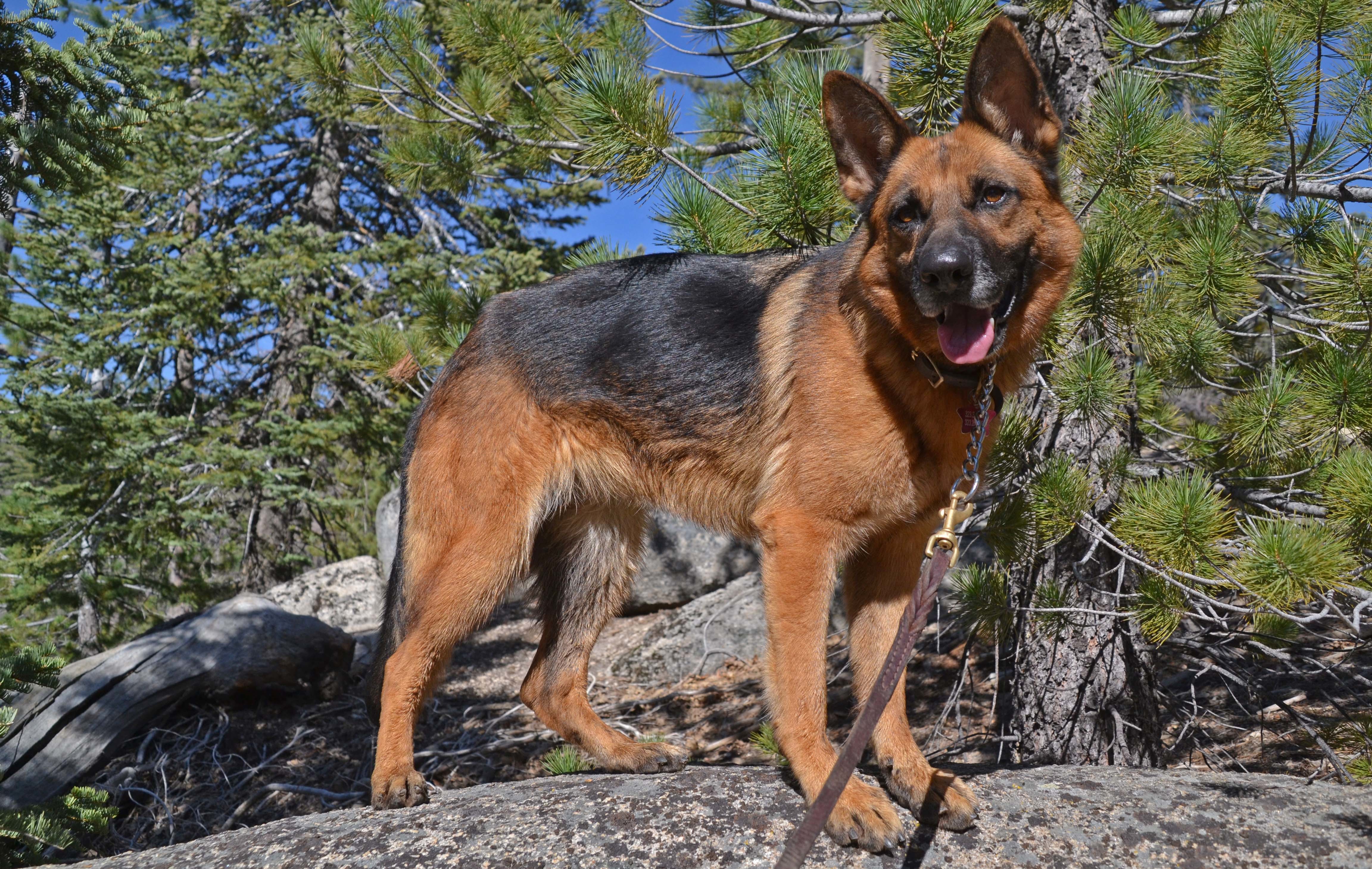 Scarlett, an adoptable German Shepherd Dog in Altadena, CA, 91001 | Photo Image 4