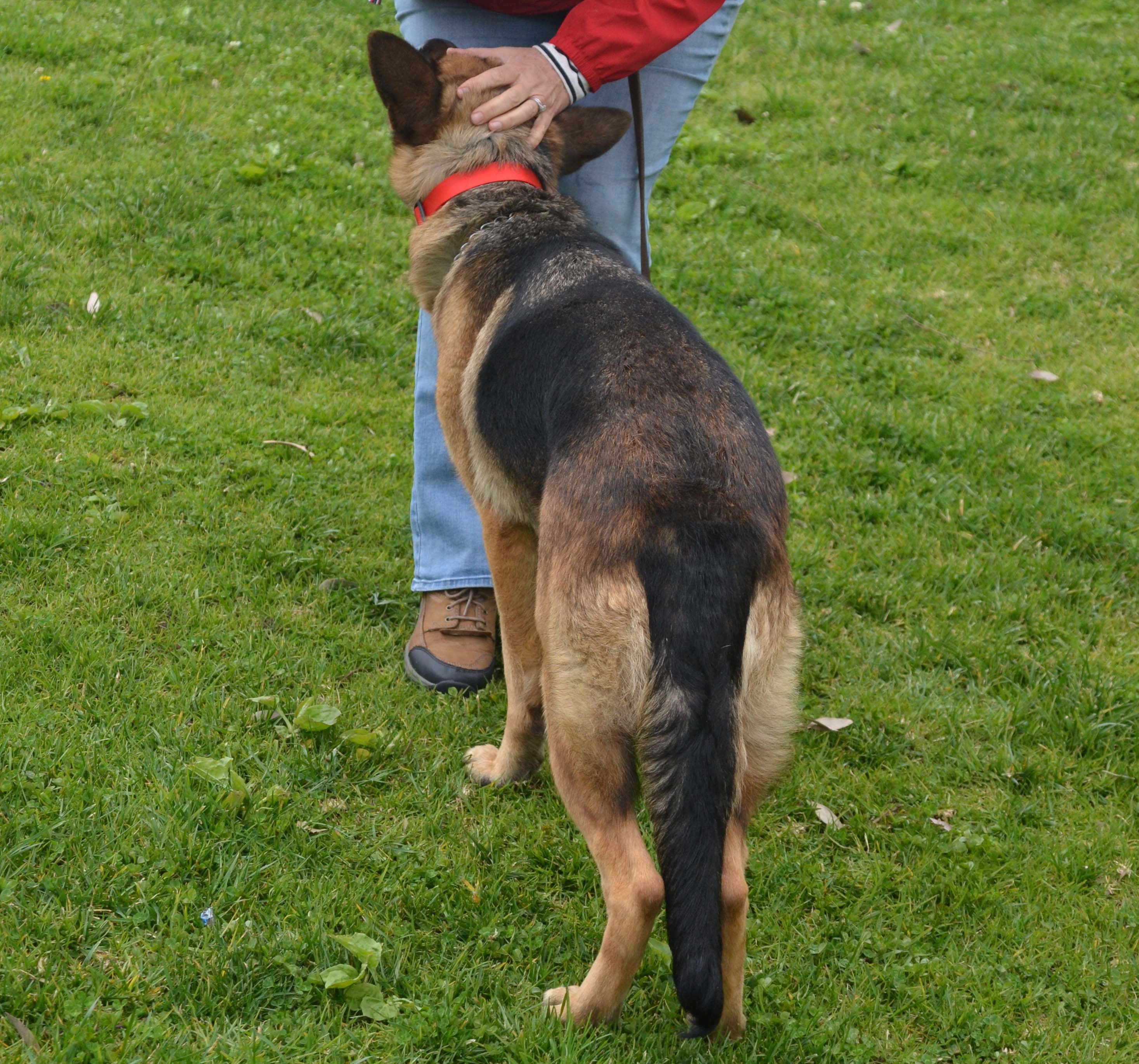 Scarlett, an adoptable German Shepherd Dog in Altadena, CA, 91001 | Photo Image 5