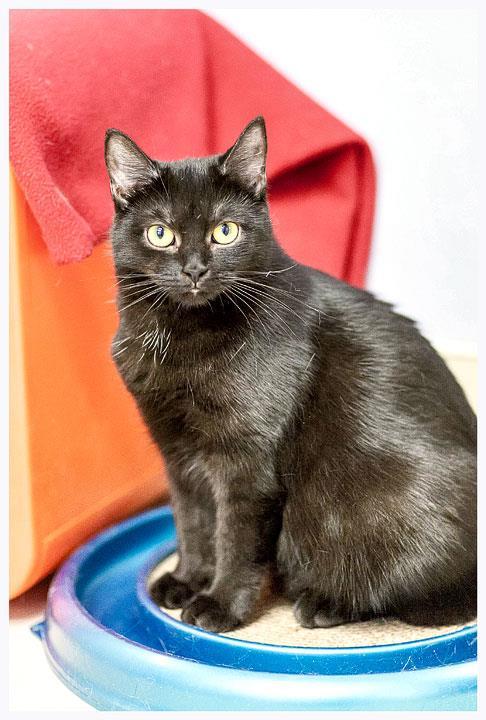 Cat For Adoption Posh Spice A Domestic Short Hair Mix In Beacon