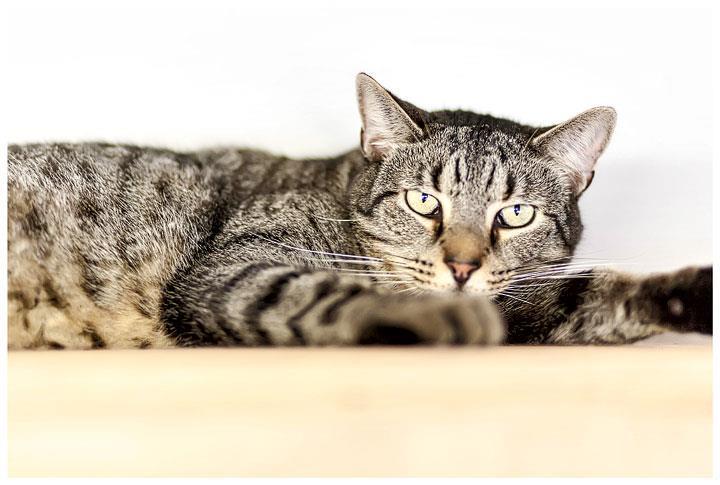 Dominick, an adoptable Tabby, Domestic Short Hair in Beacon, NY, 12508 | Photo Image 1