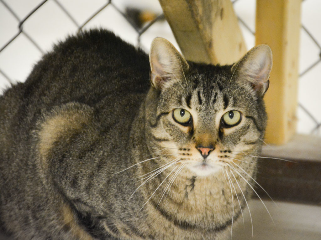 Dominick, an adoptable Tabby, Domestic Short Hair in Beacon, NY, 12508 | Photo Image 2