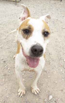 Adorable Full Grown American Bulldog Chihuahua Mix