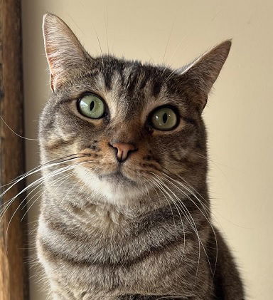 Reagan, an adoptable Tabby in Massapequa, NY, 11758 | Photo Image 1