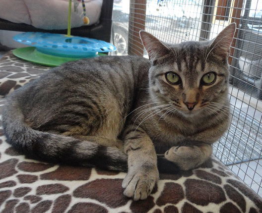 Reagan, an adoptable Tabby in Massapequa, NY, 11758 | Photo Image 2