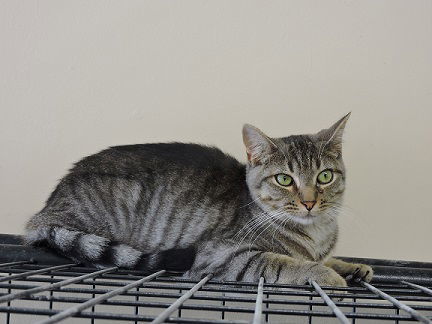 Reagan, an adoptable Tabby in Massapequa, NY, 11758 | Photo Image 3