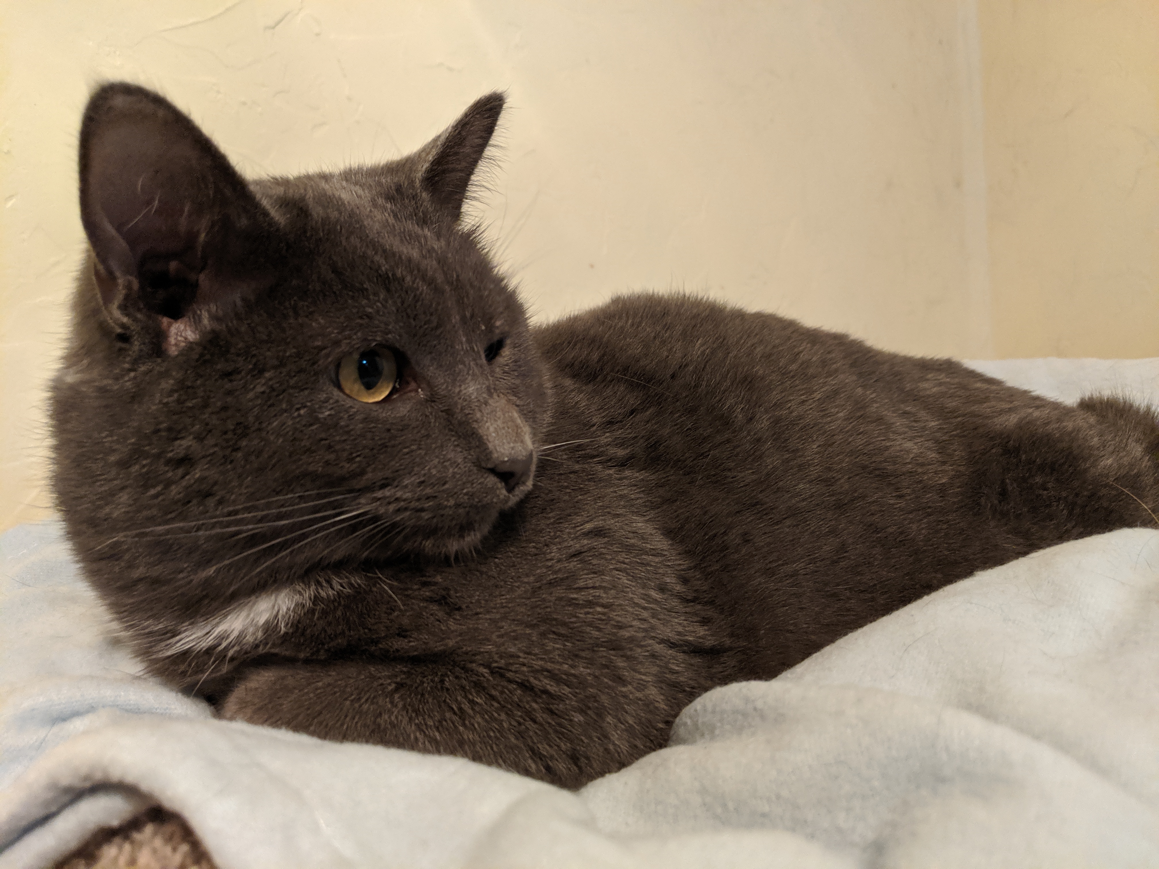 Big Grey, an adoptable Domestic Short Hair in St Paul, MN, 55101 | Photo Image 1