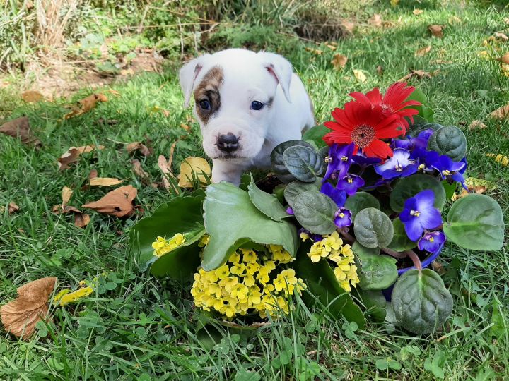 Oscar, an adoptable Terrier Mix in Lake Odessa, MI