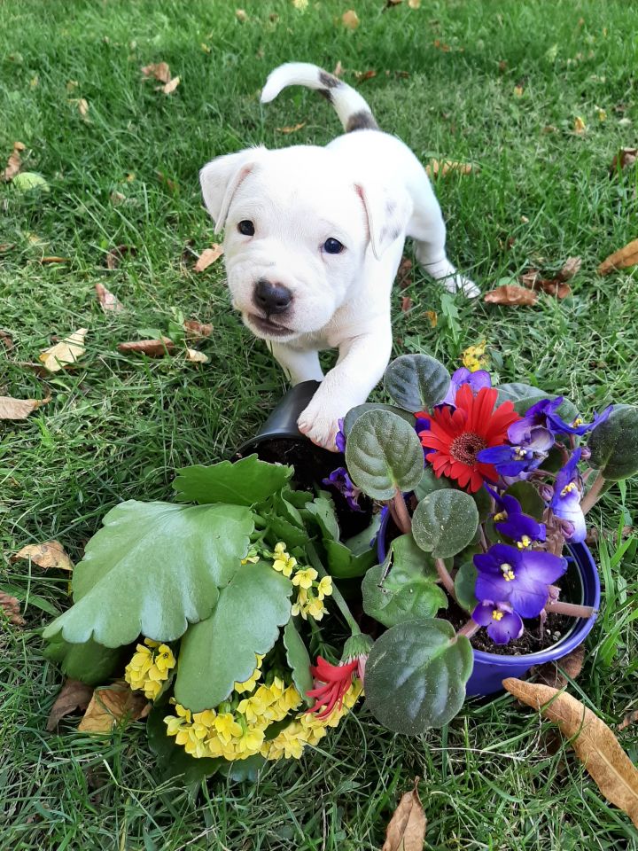 Phyllis, an adoptable Terrier Mix in Lake Odessa, MI