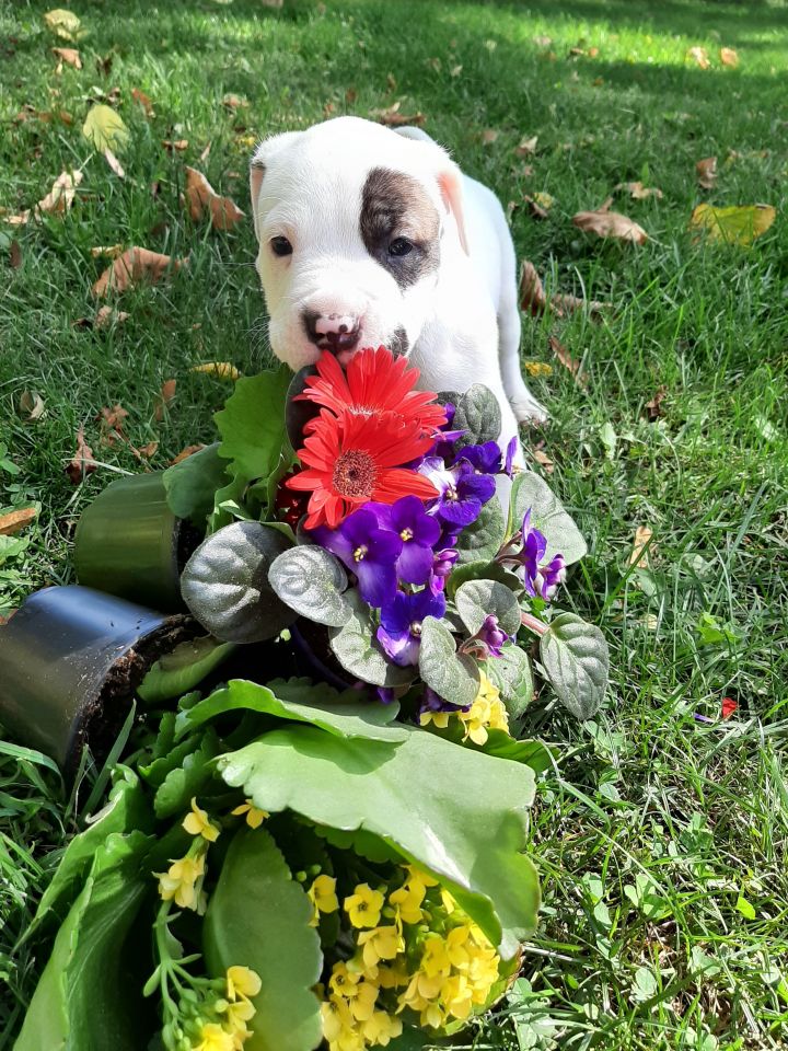 Dwight, an adoptable Terrier Mix in Lake Odessa, MI